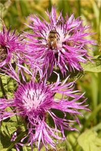 Meadow Knapweed Notebook