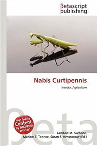 Nabis Curtipennis