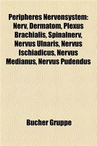 Peripheres Nervensystem: Nerv, Dermatom, Plexus Brachialis, Spinalnerv, Nervus Ulnaris, Nervus Ischiadicus, Nervus Medianus, Nervus Pudendus