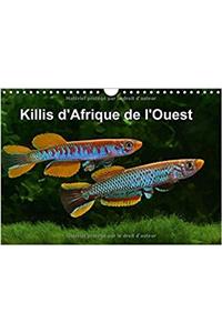 Killis D'afrique De L'ouest 2018