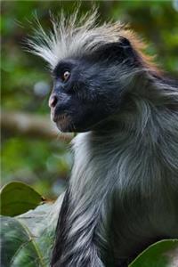 Red Colobus Monkey Journal