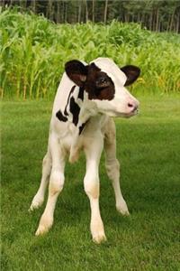 An Adorable Black and White Holstein Calf Cow Journal