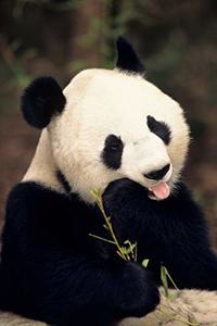 Panda Lovers 2020 Weekly Monthly Planner