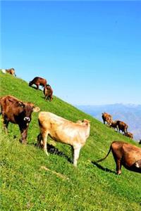 Cow Herding on a Hillside Journal
