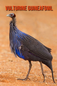 Vulturine Guineafowl