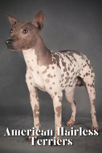 American Hairless Terriers