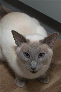 Dignified Siamese Cat with Blue Eyes Journal