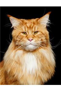 Maine Coon: Cat - 2020 Weekly Calendar - 12 Months - 107 pages 8.5 x 11 in. - Planner - Diary - Organizer - Agenda - Appointment - Half Spread Wide Ruled Pages