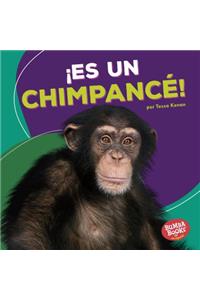 ¡es Un Chimpancé! (It's a Chimpanzee!)