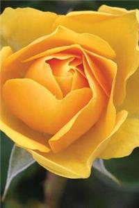 Yellow Rose of Texas Journal