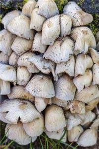 Mushrooms Cluster or The Fungus Among Us Journal