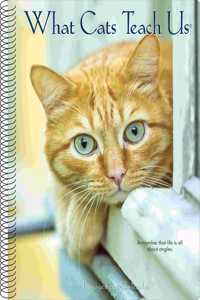 What Cats Teach Us 2020 Engagement Calendar
