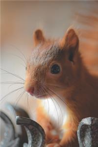 Animal Notebook 01