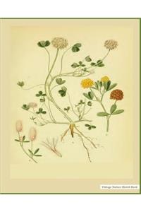 Vintage Nature Sketch Book