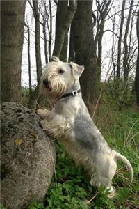 Cesky Terrier Dog Playing in the Woods Journal