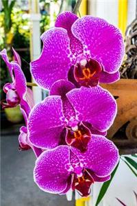 Beautiful Purple Orchid on the Patio Journal