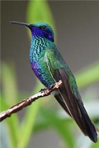 Hummingbird