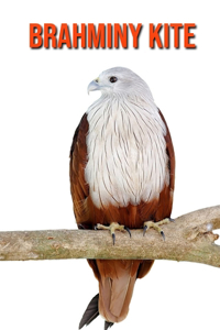 Brahminy kite
