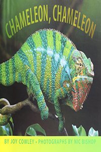 Chameleon, Chameleon