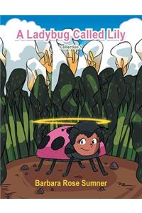 A Ladybug Called Lily