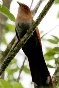 Bird of Paradise Journal