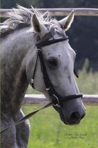 Bridled Horse Journal