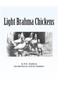 Light Brahma Chickens