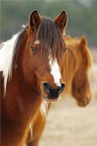 A Chestnut Brown Horse with White Blaze and Long Mane Journal