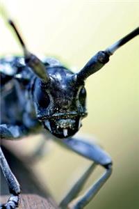 Long Horned Beetle Face Journal