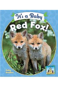 It's a Baby Red Fox