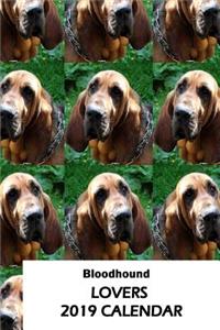 Bloodhound Lovers 2019 Calendar