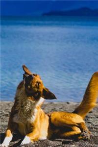 Happy Dog at the Lake