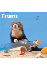 FERRETS 2020 SQUARE WALL CALENDAR