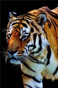 A Tiger Isolated on a Black Background Journal