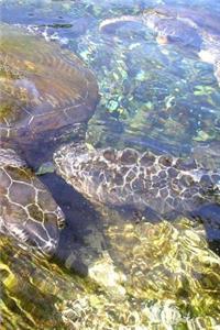 Turtle Notebook