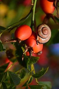 Rose Hips and a snail in the Garden Journal