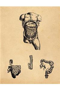 Anatomy Notebook