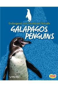 Galapagos Penguins