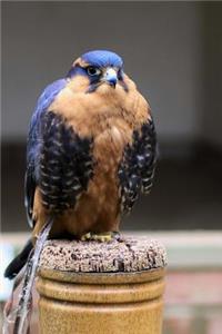 Aplomado Falcon Bird of Prey Journal