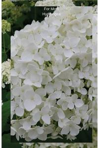 For Mom Hydrangea