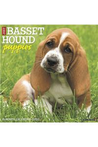 Just Basset Hound Puppies 2020 Wall Calendar (Dog Breed Calendar)