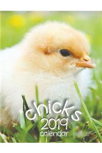 Chicks 2019 Calendar