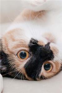Playful Calico Cat Pet Journal