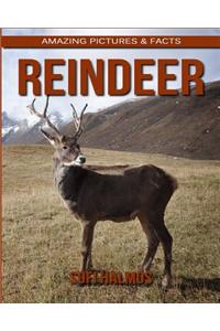Reindeer