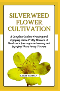 Silverweed Flower Cultivation