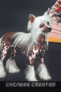 Chinese Crested