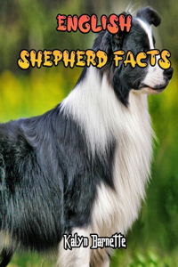 English Shepherd Facts