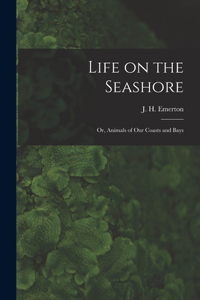 Life on the Seashore