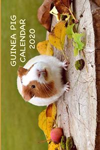 Guinea Pigs Calendar 2020