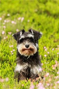 Schnauzer